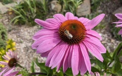 5 nejčastějších homeopatických léků na bodnutí hmyzem